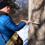 Ancient Oak Trees Examined